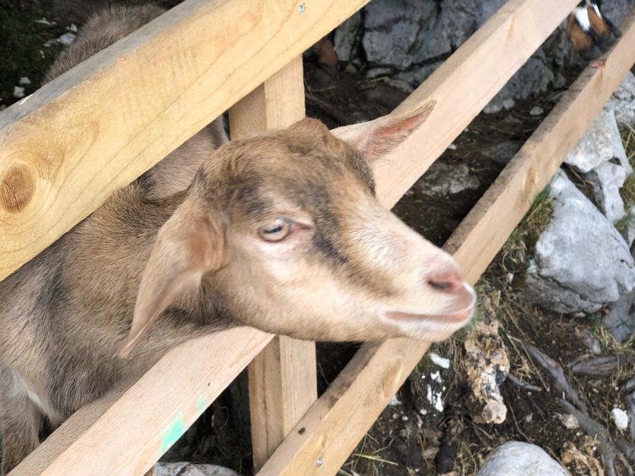 Brüsszeli támogatás a kárt elszenvedett gazdáknak